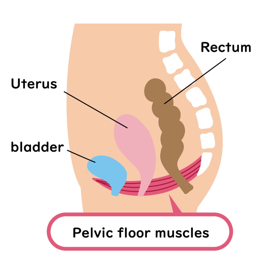 diagram of pelvic floor muscles