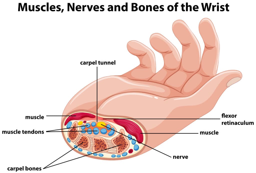 Diagram showing human hand with muscles and nerves illustration