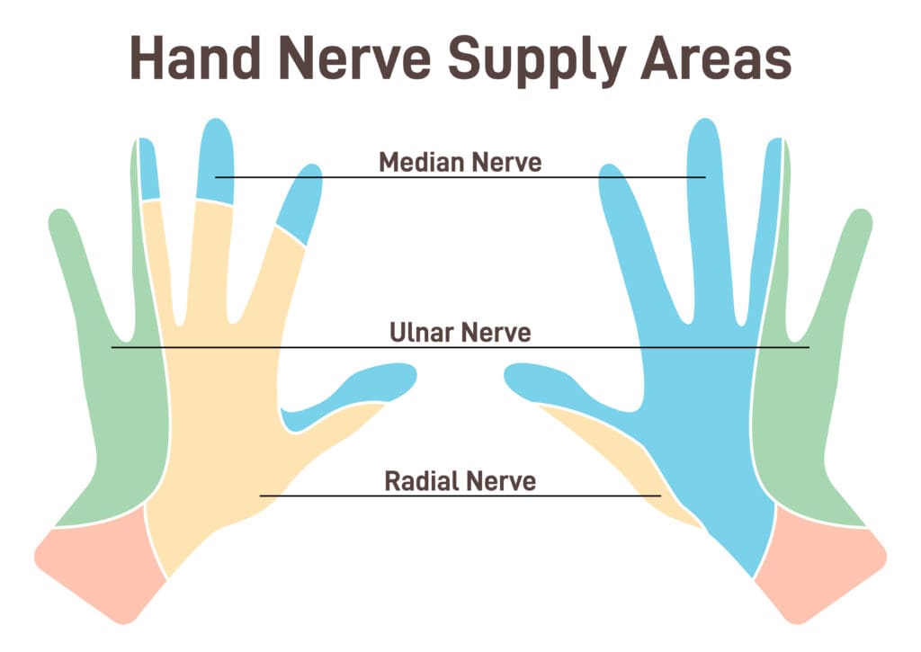 Sensory nerves of the hands. Neural coverage of human hand carring