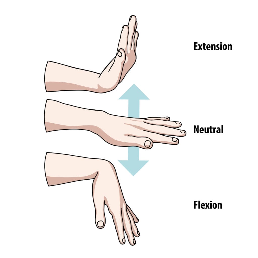 Movements of the wrist, flexion, extension, and neutral position