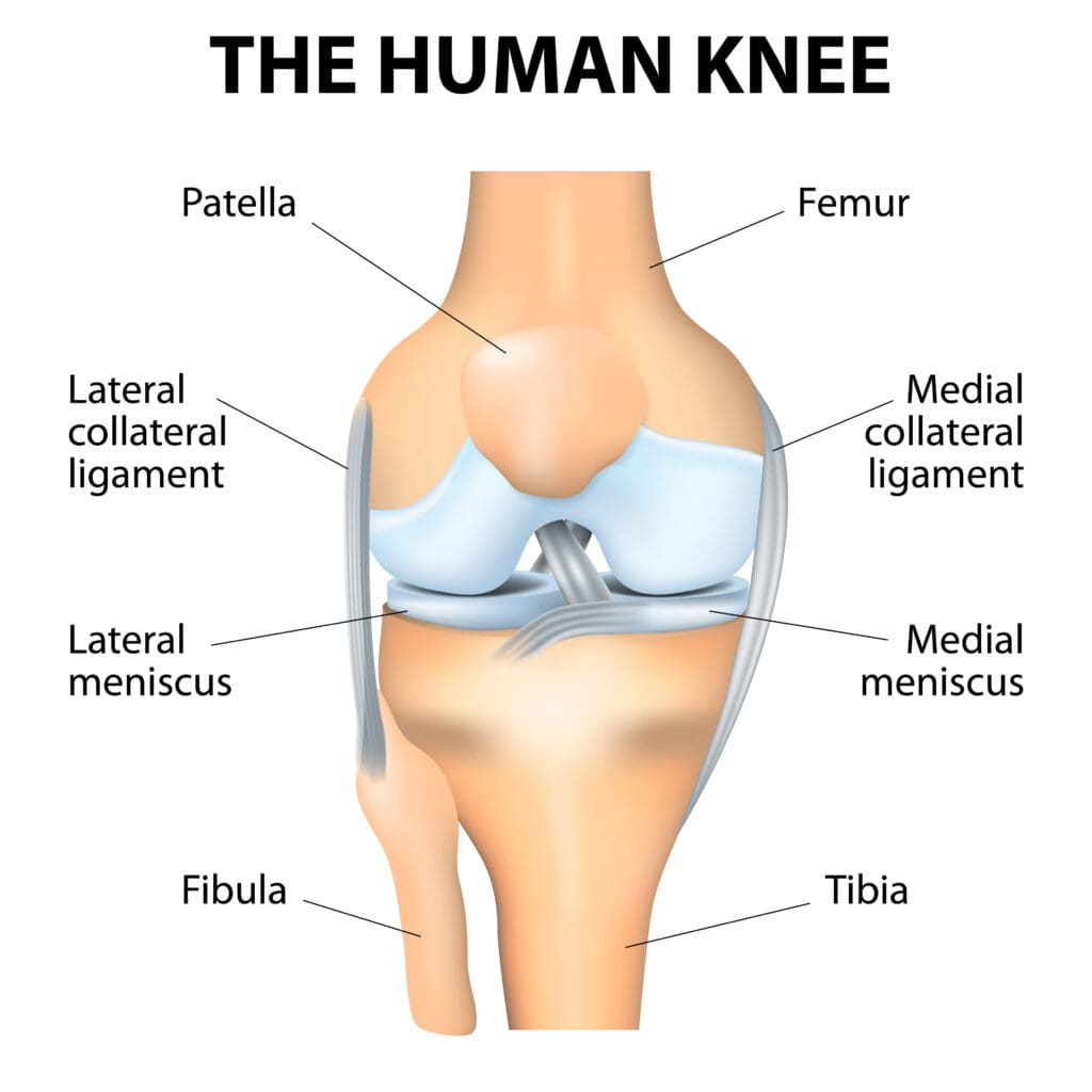 Human knee anatomy diagram